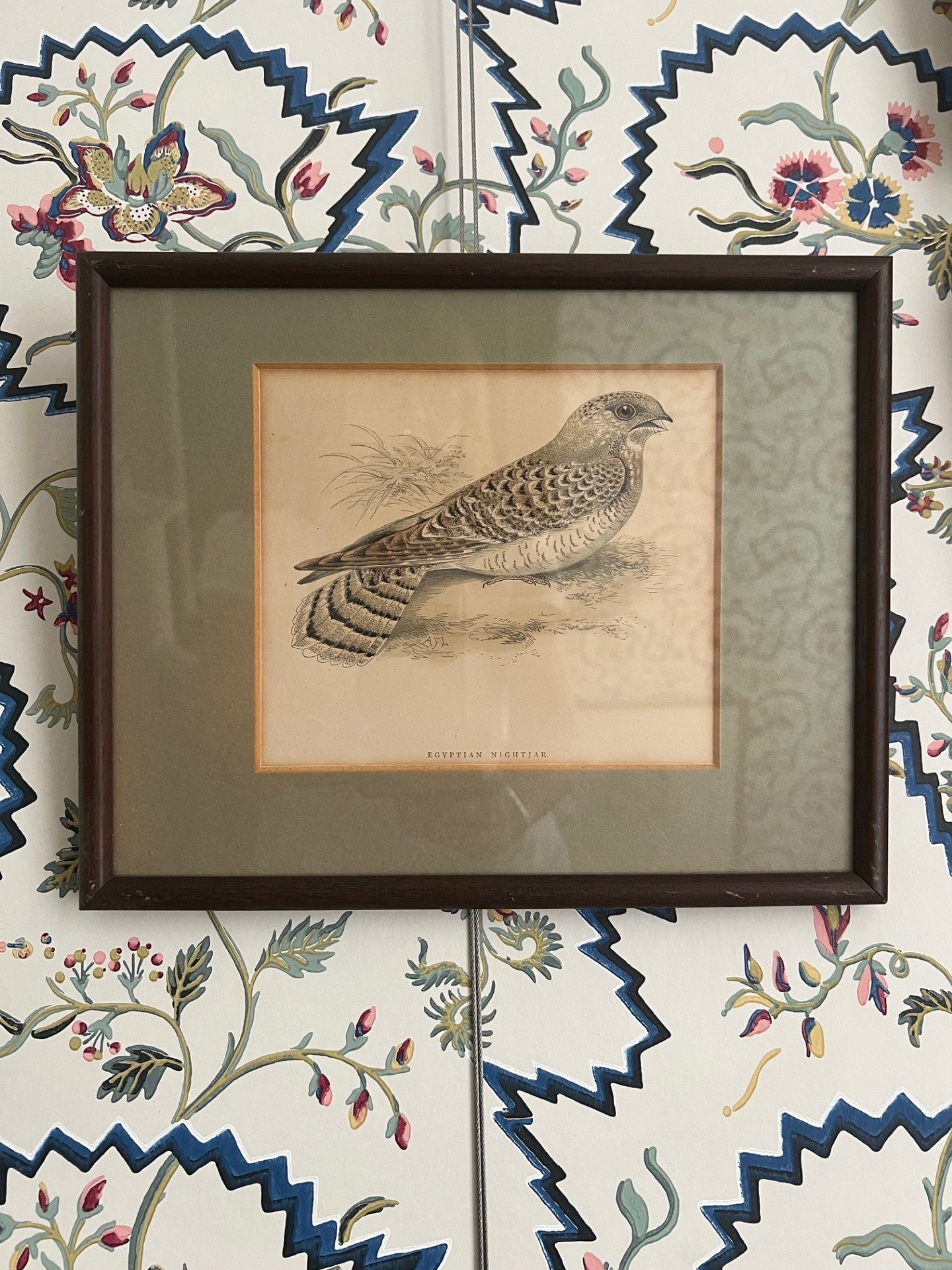 Set of Four Vintage Bird Prints