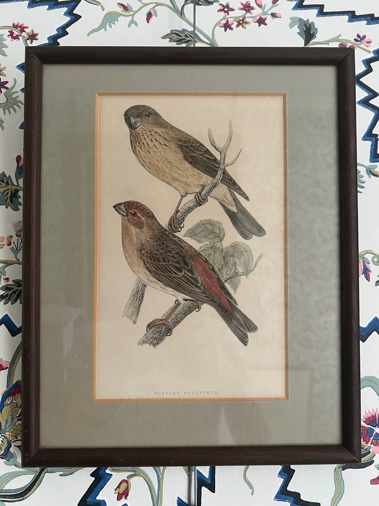 Set of Four Vintage Bird Prints