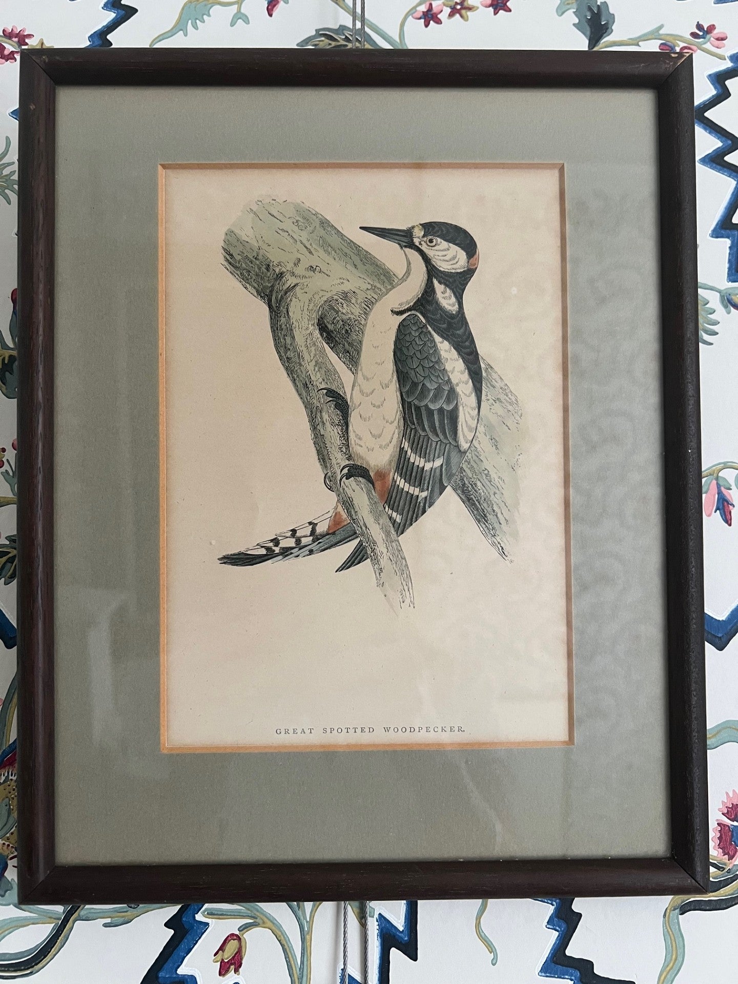 Set of Four Vintage Bird Prints