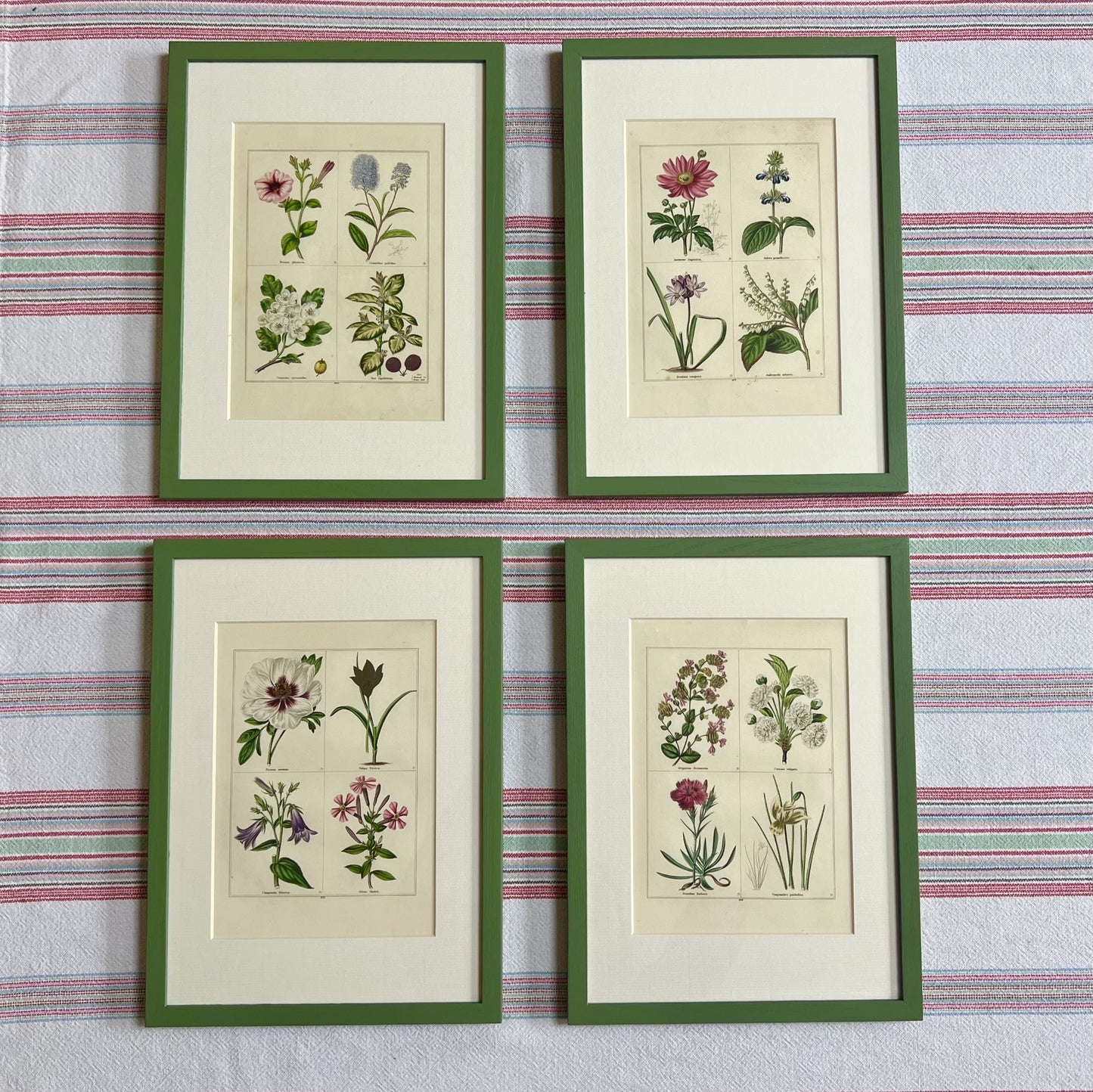 Set of eight botanical prints