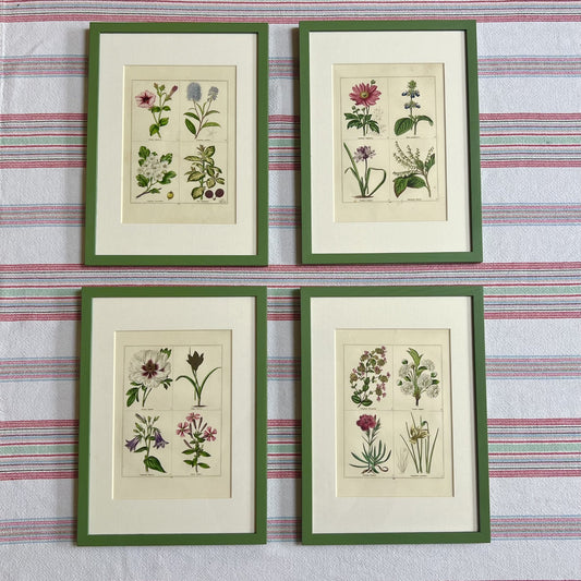 Set of eight botanical prints