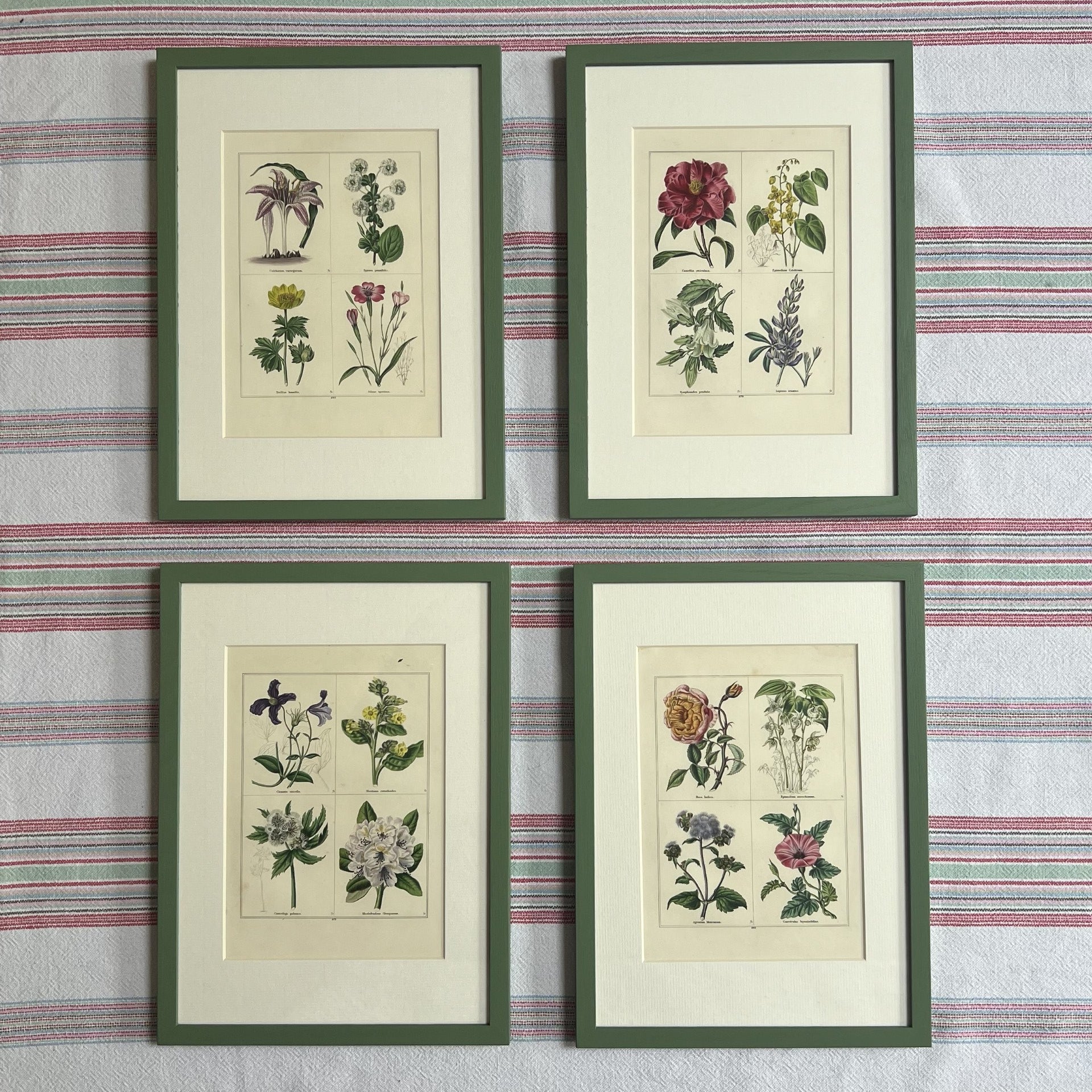 Set of eight botanical prints