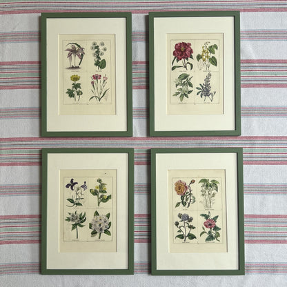 Set of eight botanical prints