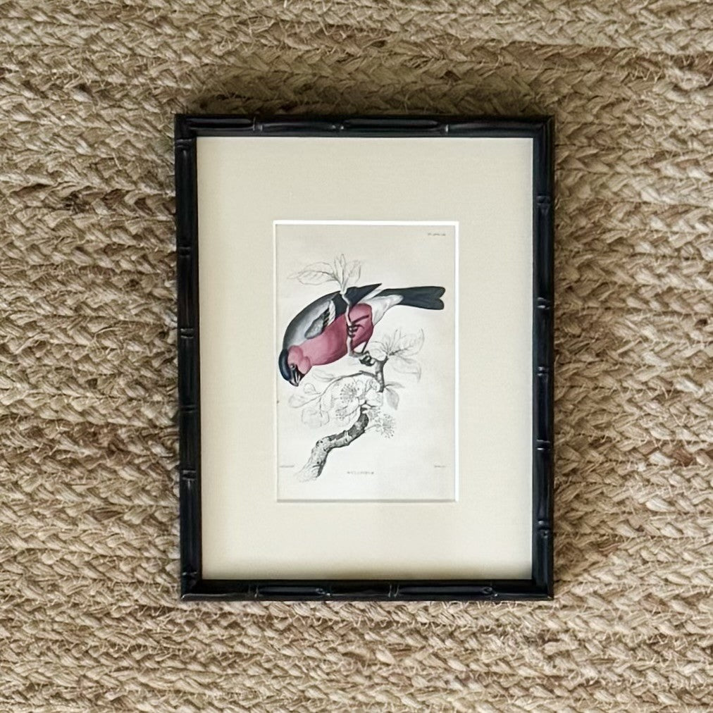 Set of six hand coloured bird engravings