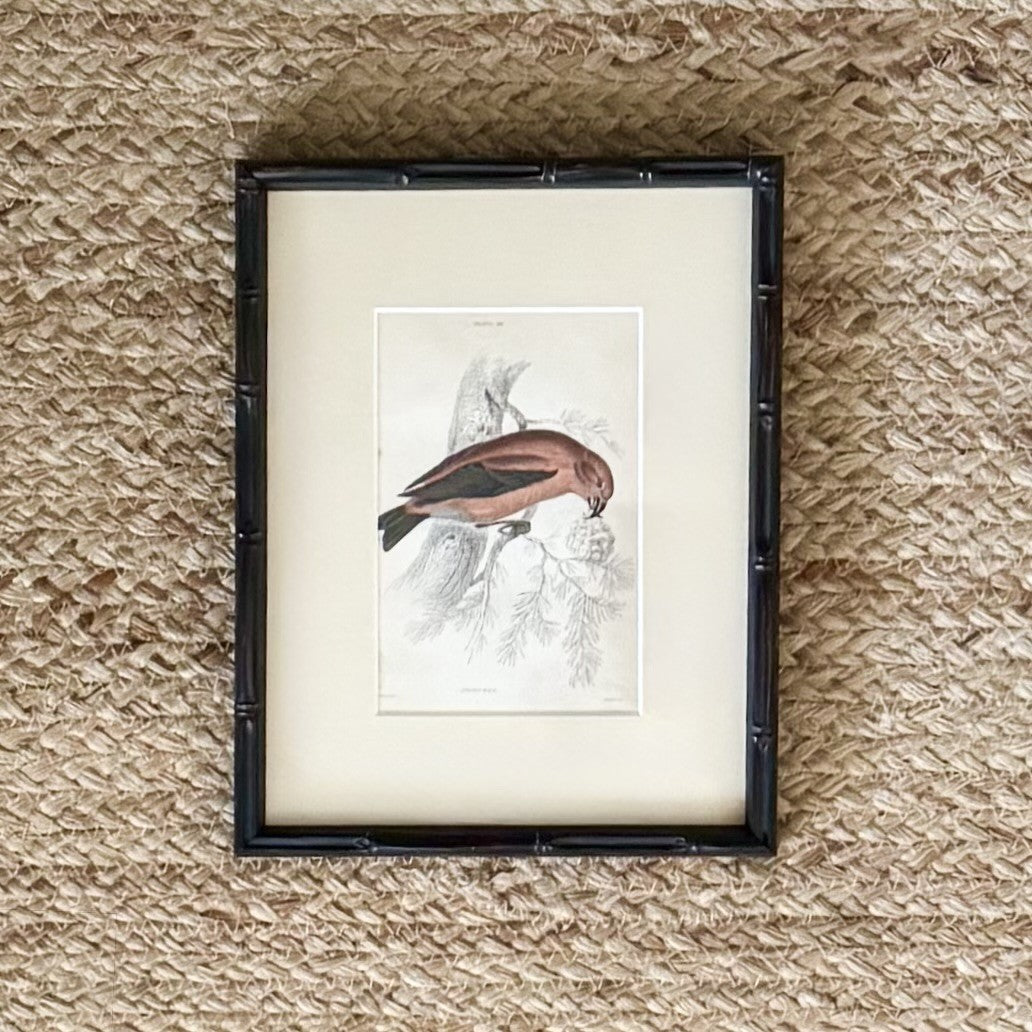 Set of six hand coloured bird engravings