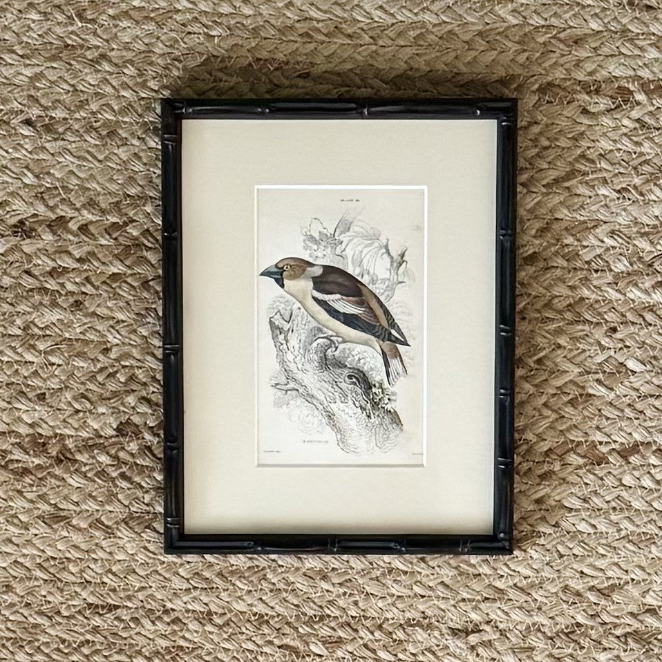 Set of six hand coloured bird engravings