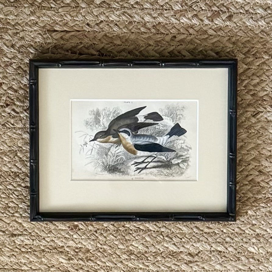 Set of six hand coloured bird engravings