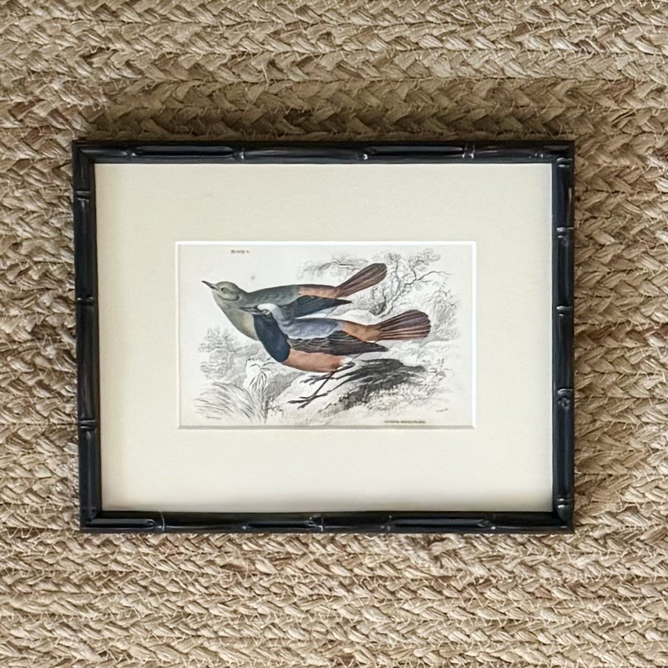 Set of six hand coloured bird engravings