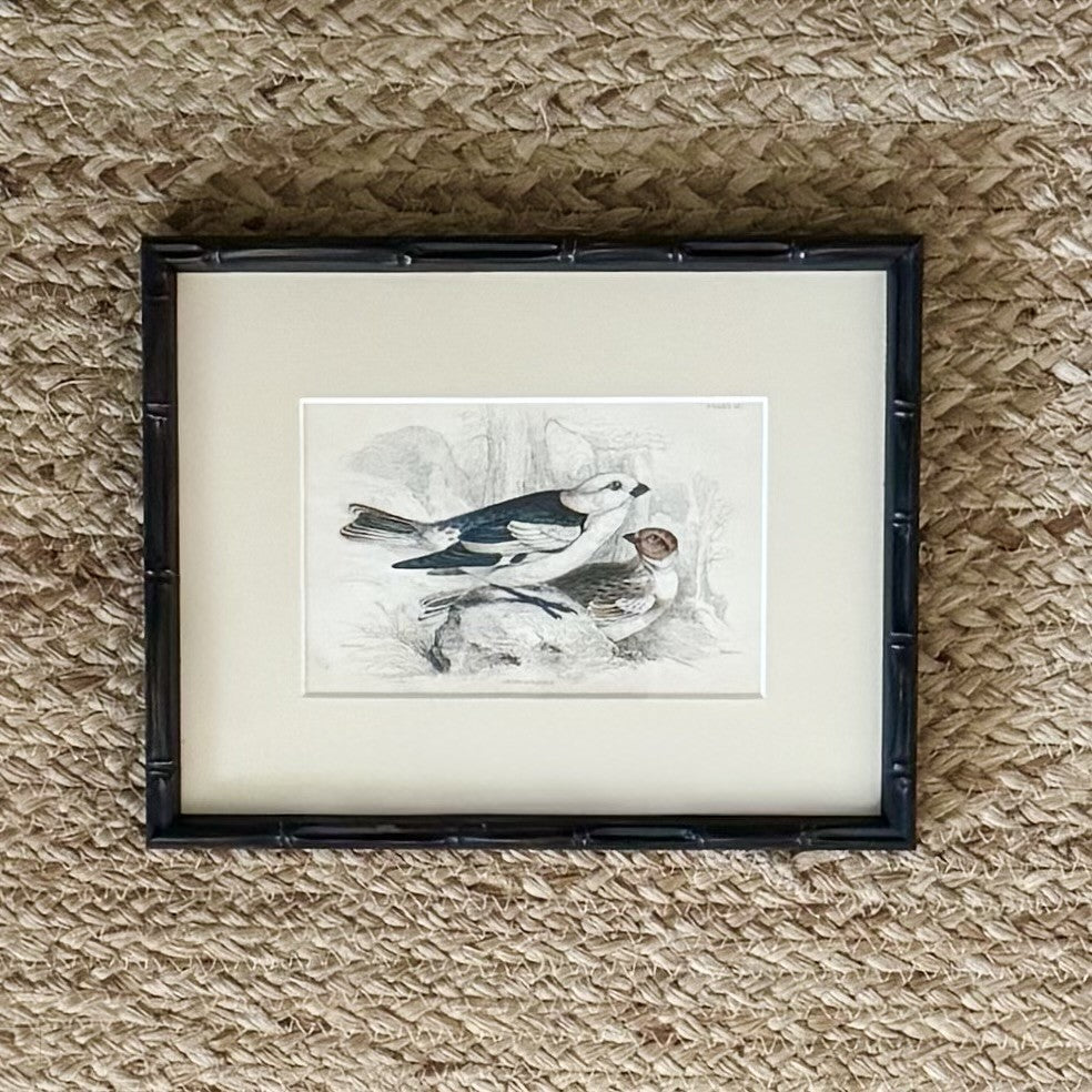 Set of six hand coloured bird engravings