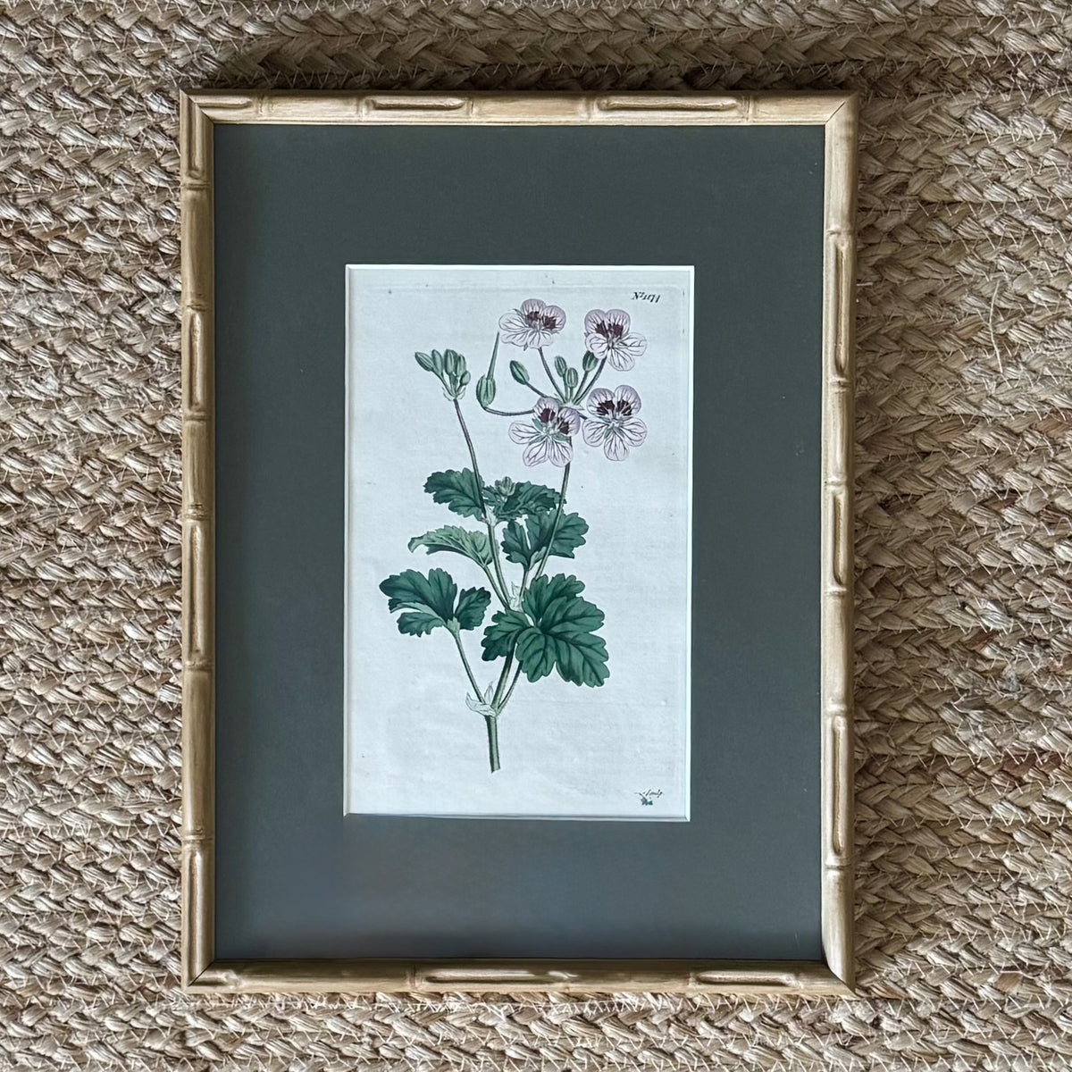Set of four botanical prints with bamboo frames