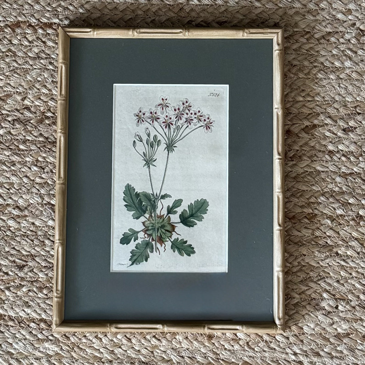 Set of four botanical prints with bamboo frames