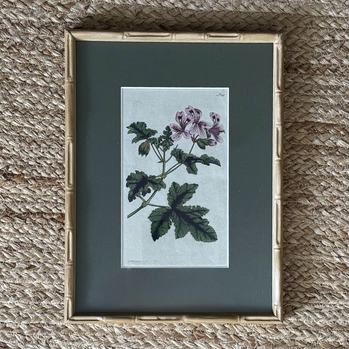 Set of four botanical prints with bamboo frames