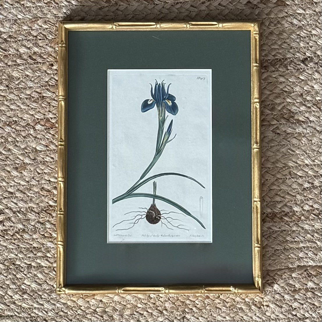 Set of four botanical prints