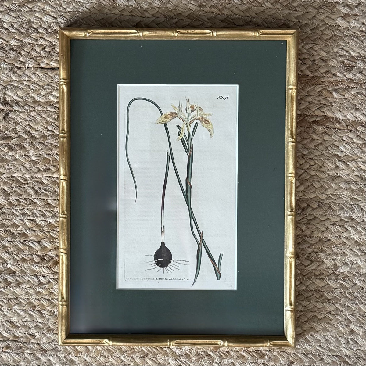 Set of four botanical prints