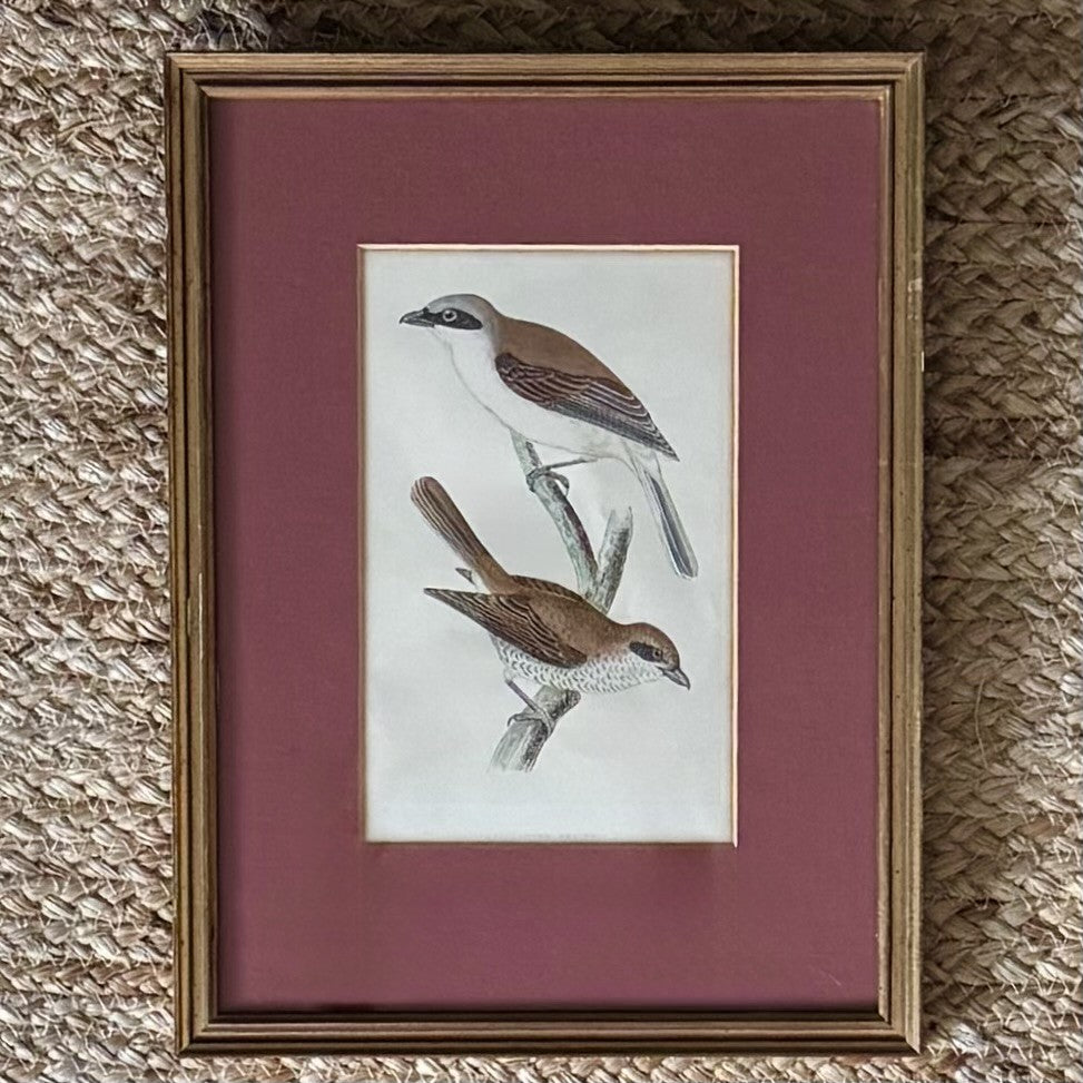 Set of three gilt framed bird prints