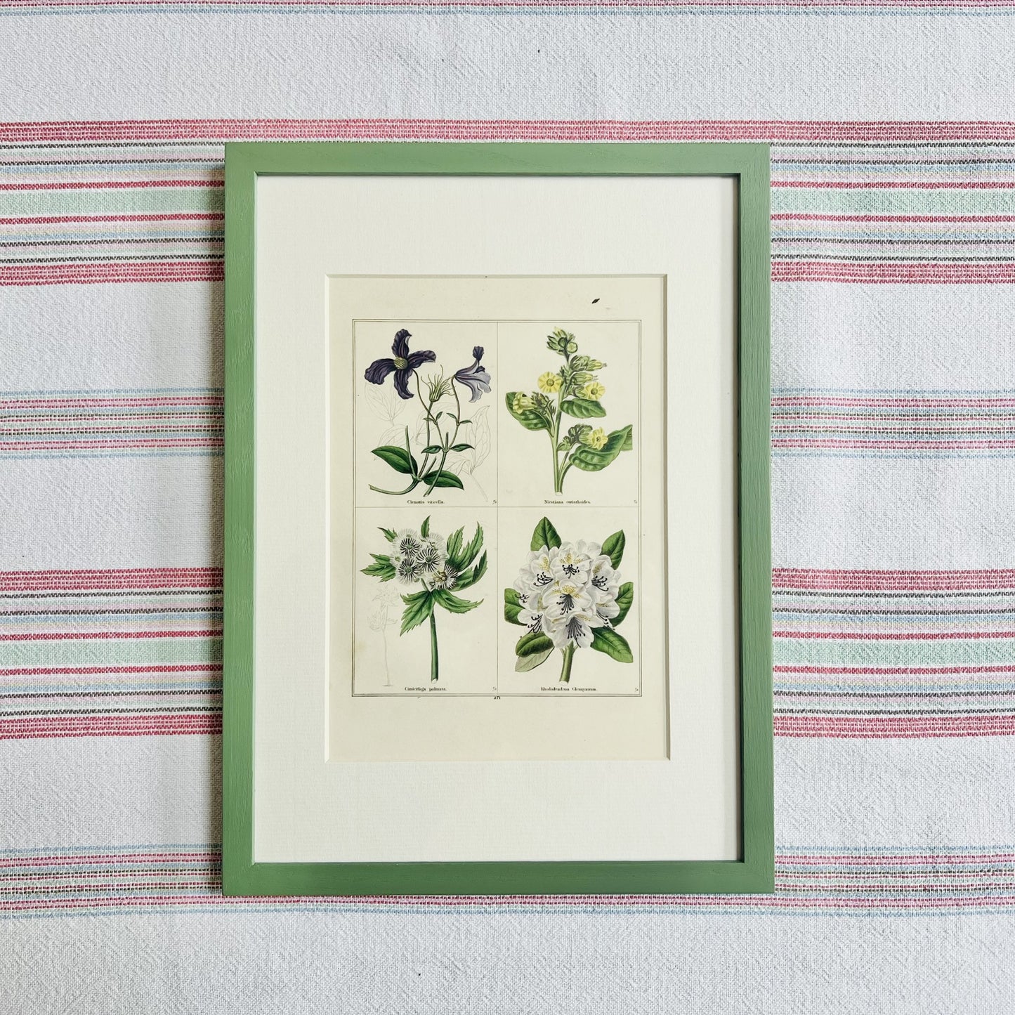 Set of eight botanical prints