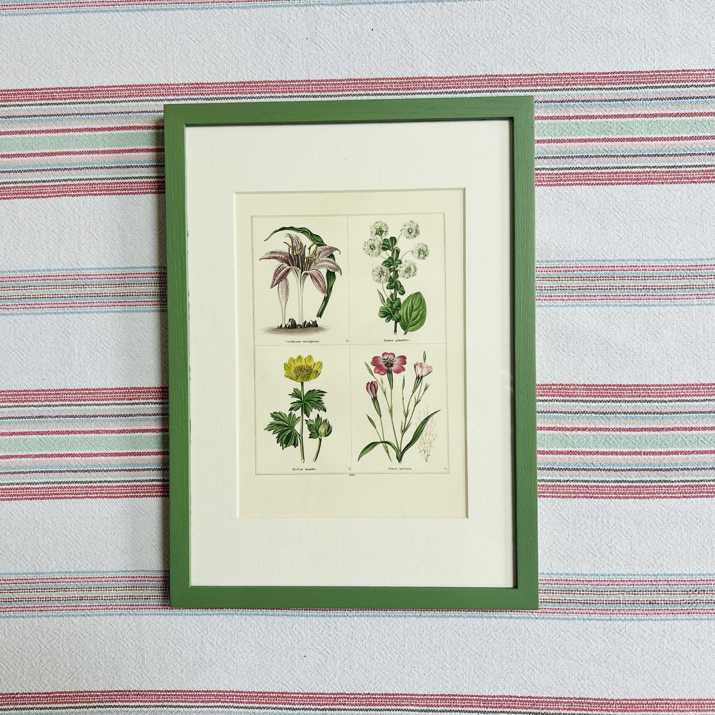 Set of eight botanical prints