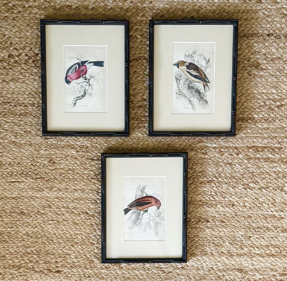 Set of six hand coloured bird engravings