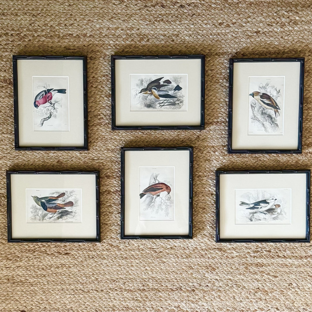 Set of six hand coloured bird engravings
