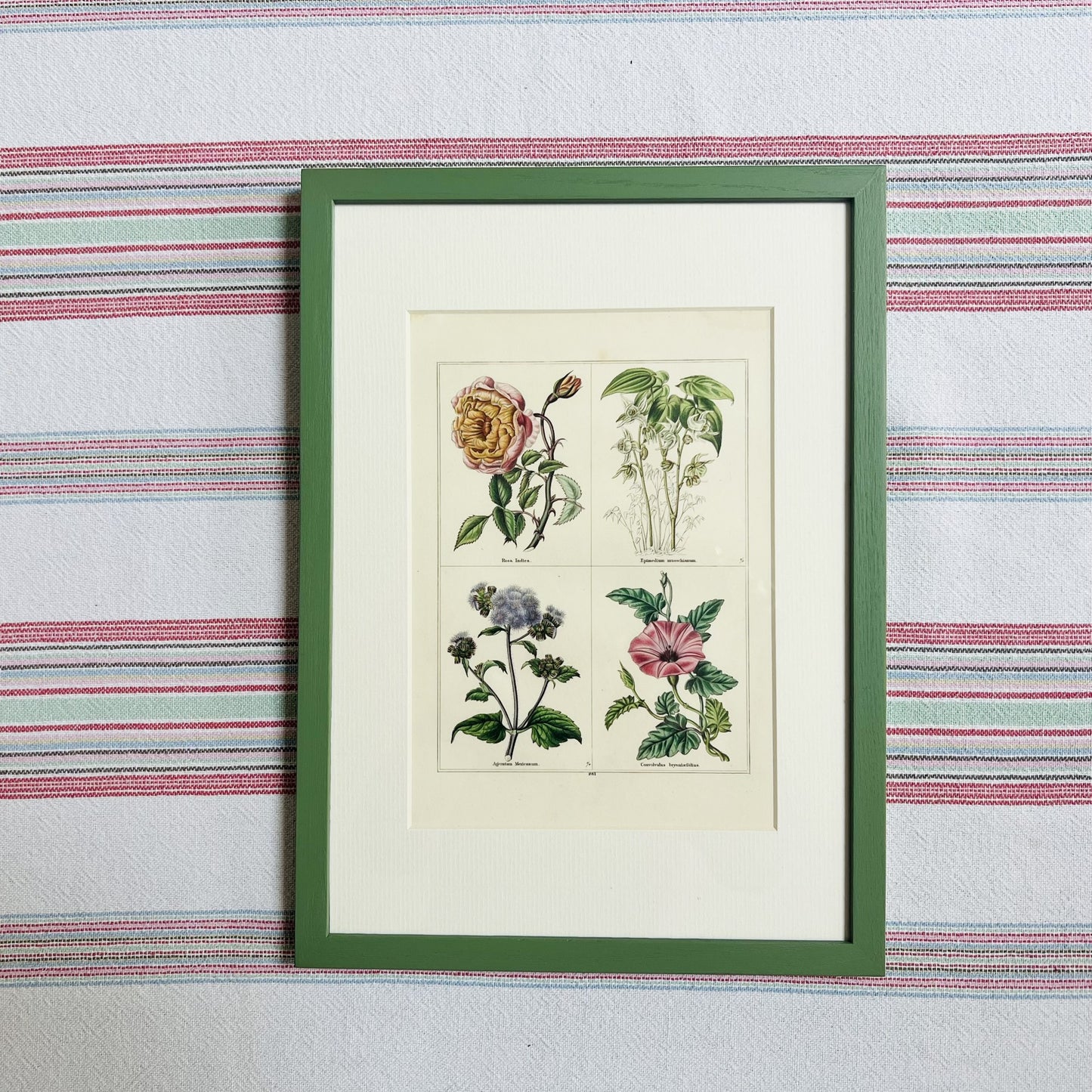 Set of eight botanical prints