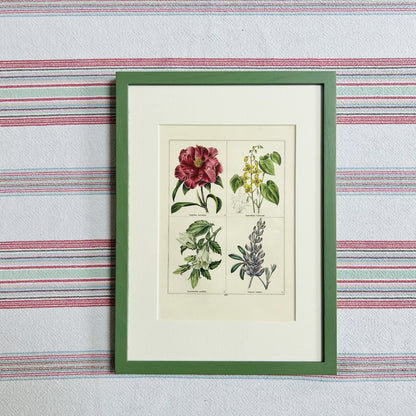 Set of eight botanical prints