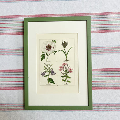 Set of eight botanical prints