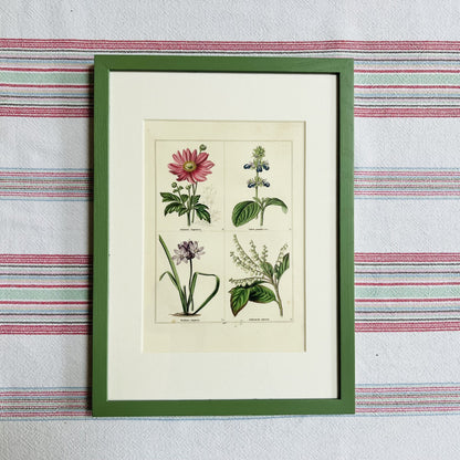 Set of eight botanical prints