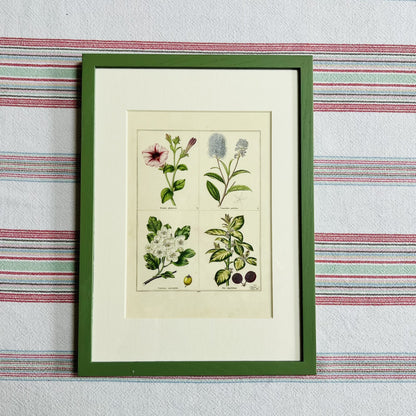 Set of eight botanical prints