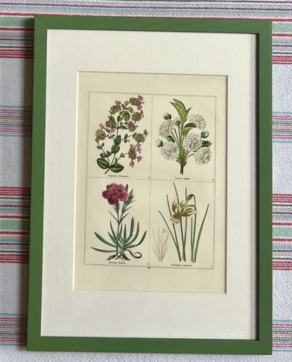 Set of eight botanical prints